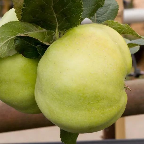 Grenadier Cooking Apple (Malus domestica Grenadier) Img 3